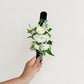 Verdant Bliss Floral Package